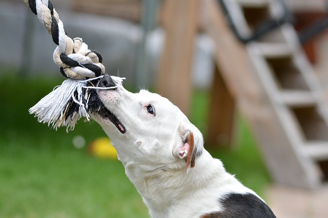 Jaké sporty vyzkoušet se psem? Přinášíme několik tipů! 3. díl