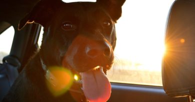Naučte se cestovat se psem v autě aneb bezpečnost především 1. díl