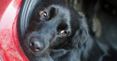 Naučte se cestovat se psem v autě aneb bezpečnost především 2. díl