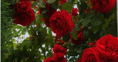 Pnoucí růže rozzáří vaši zahradu. Jak na jejich pěstování?