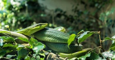 Jak chovat hady: rady pro začínající chovatele