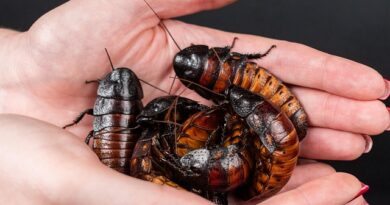Deratizace v centru a širším okolí Prahy